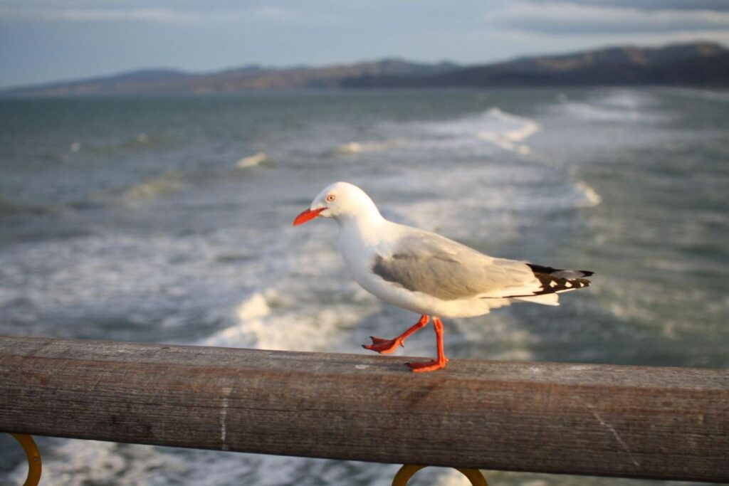 A red-billed gull perched on a railing