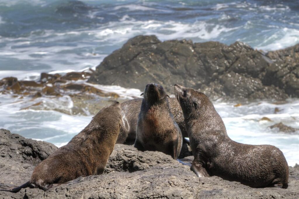 Seals resting on rocks