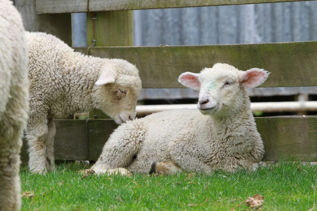 Two lambs sitting by a fence