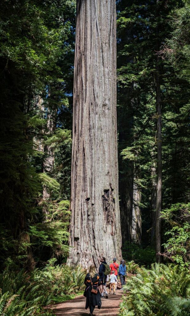 A giant kauri tree rising straight up in the forest