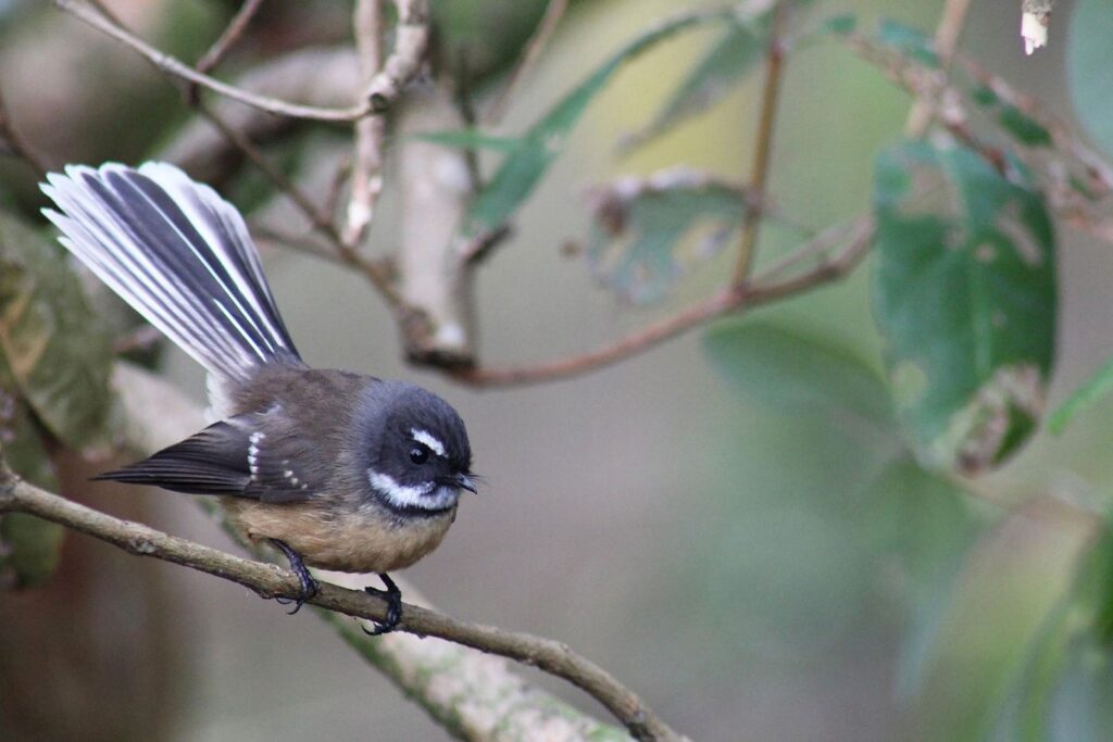 A fantail with its tail spread