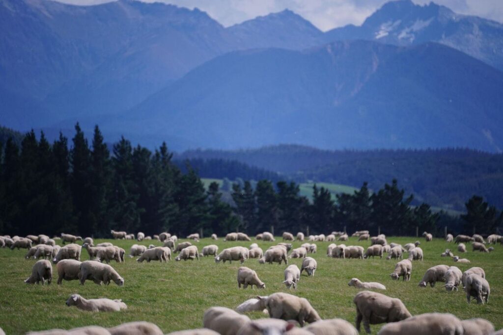 A flock of sheep grazing below snowy mountains