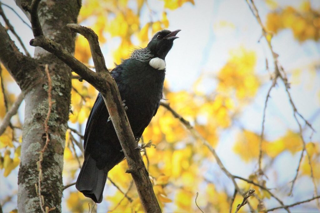 A tūī singing on a branch of yellow blossom